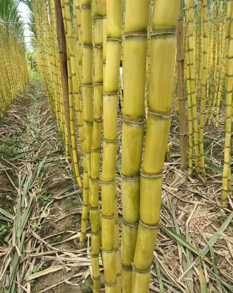 广西桂林甘蔗黄皮甘蔗基地一手货源脆甜多汁代发全国