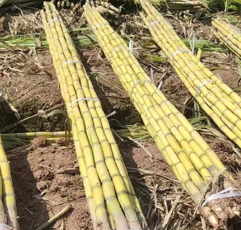 广西桂林甘蔗黄皮甘蔗基地一手货源脆甜多汁代发全国