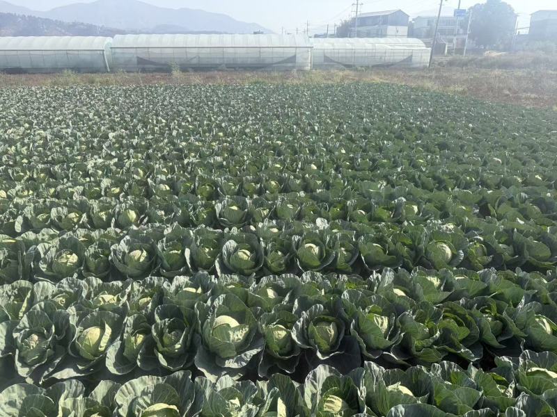 四川大凉山铁头包菜有需要的老板联系。