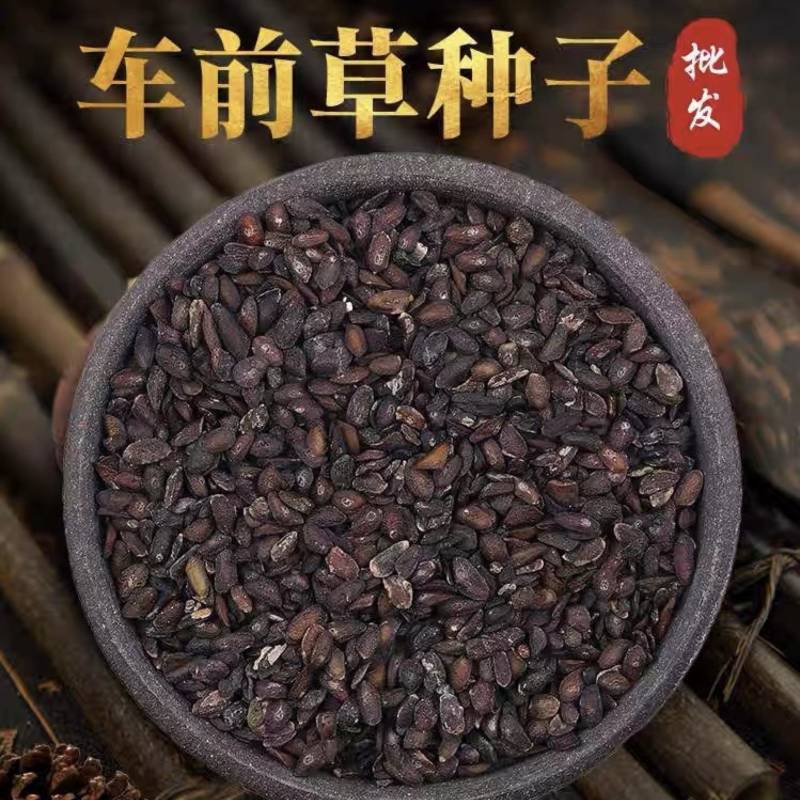 车前草种子出售纯新车前草籽包发芽种植简单好管理