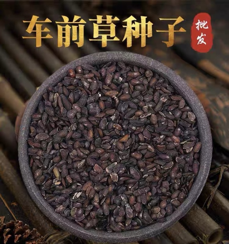 车前草种子出售纯新车前草籽包发芽种植简单好管理