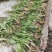 车前草种子出售纯新车前草籽包发芽种植简单好管理