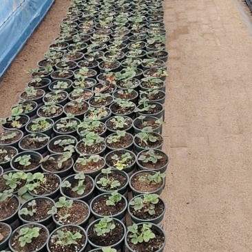 盆栽草莓2000千盆，要的可以联系