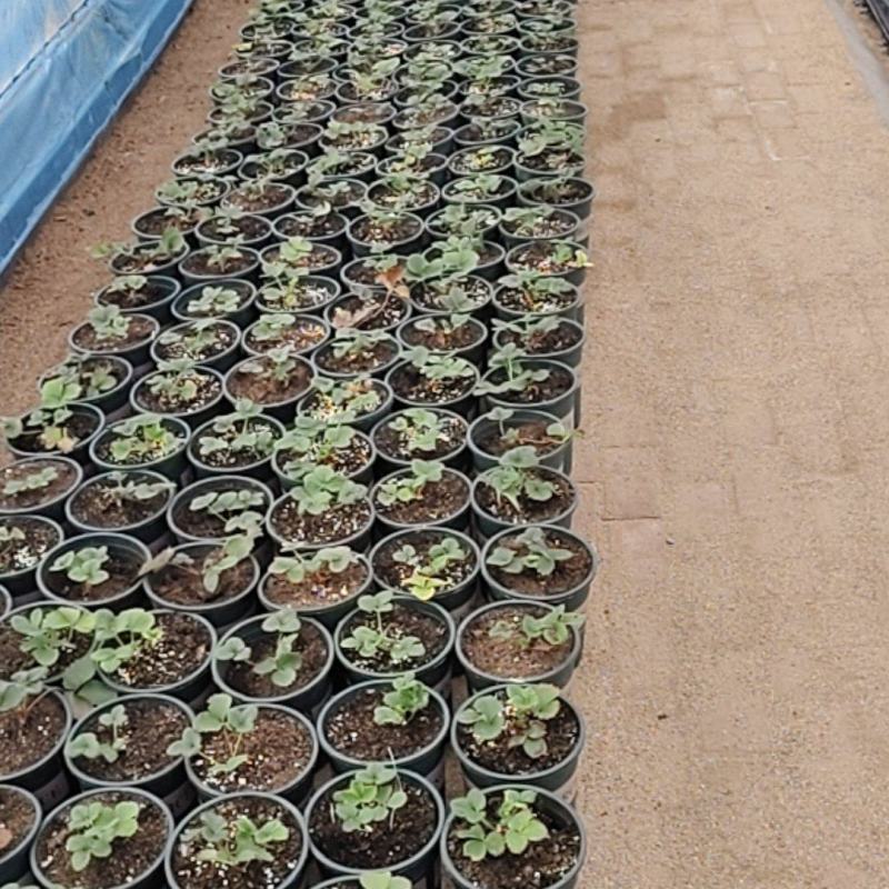 盆栽草莓2000千盆，要的可以联系