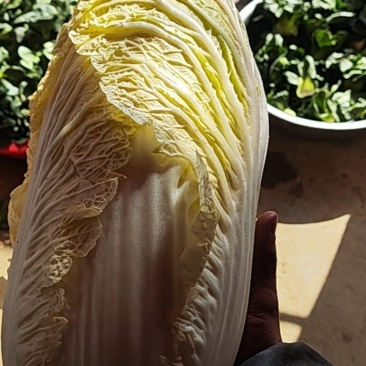 黄心大白菜