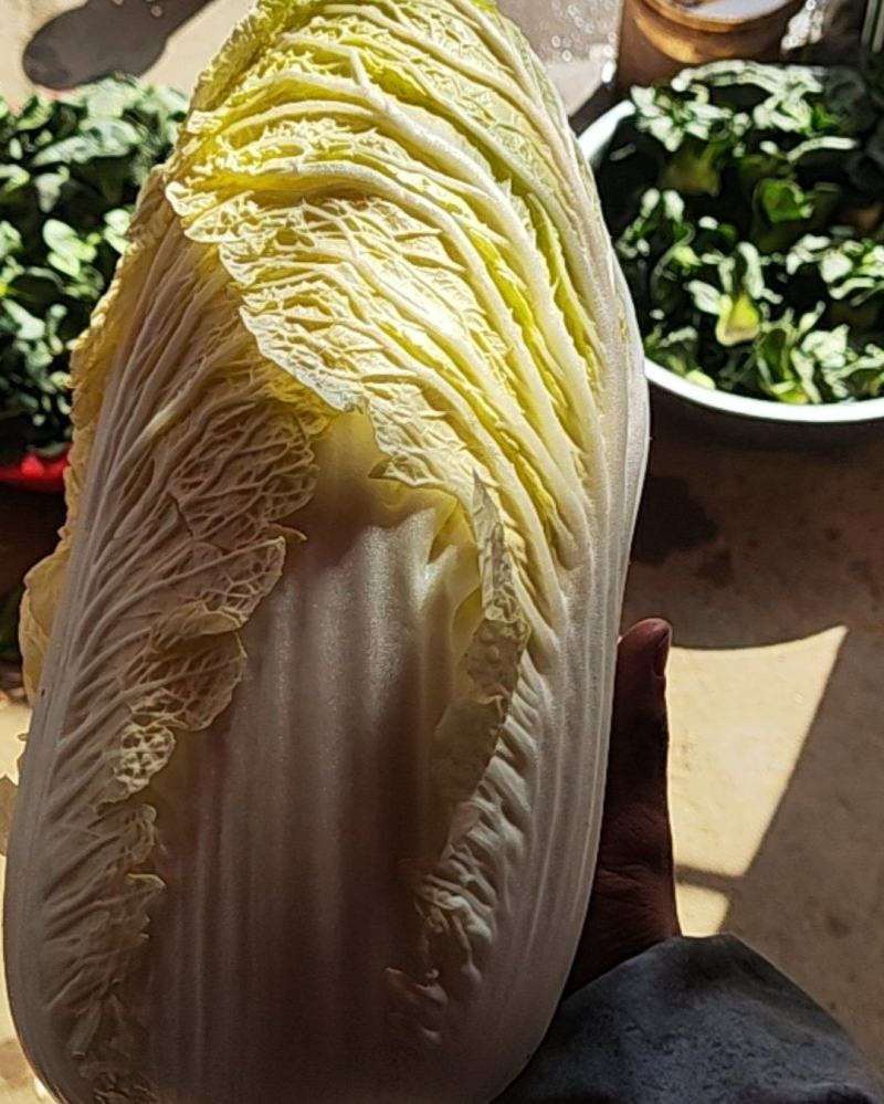 黄心大白菜