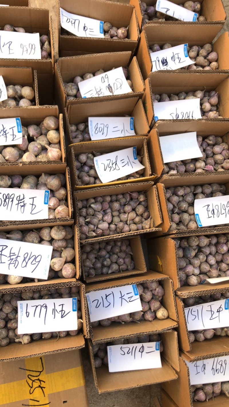 2026年新鲜独头蒜上市了，可批发可快递代发量大价优！
