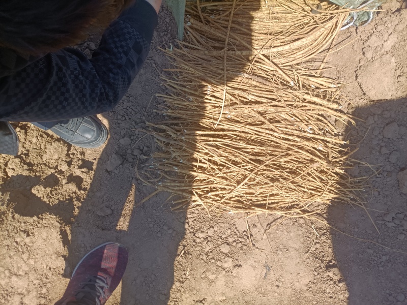 黄芪苗内蒙黄芪苗易栽种成活高教技术一手货源欢迎咨询
