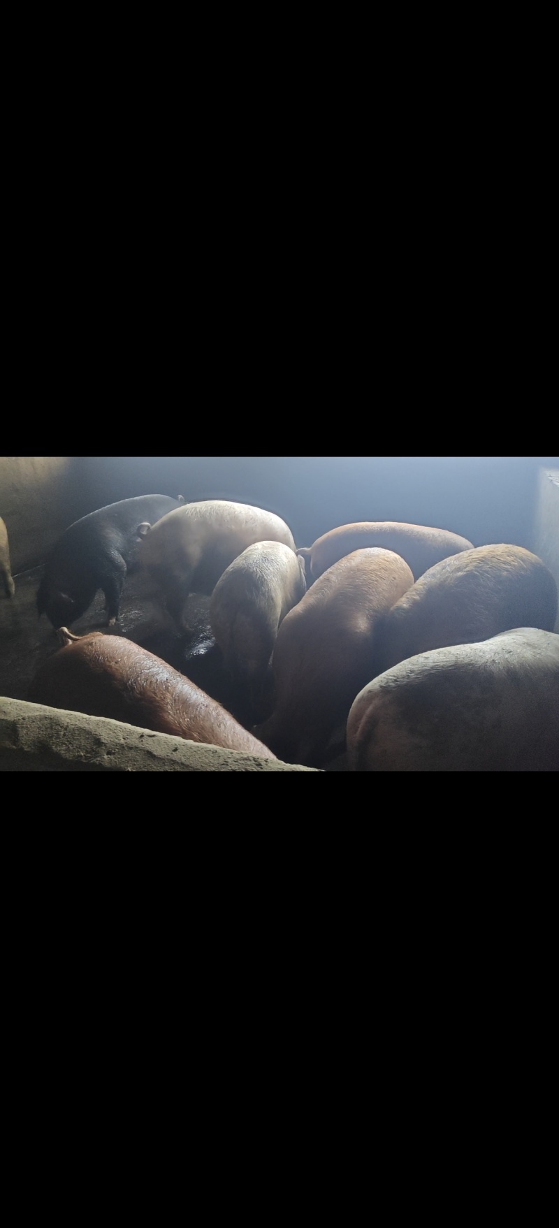 出售健康内三育肥猪、土杂生猪、标猪、活猪，体型好