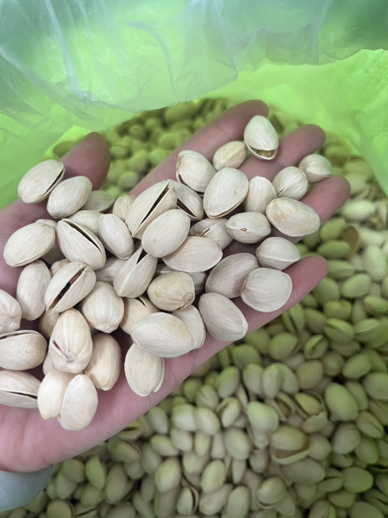 开心果大颗粒电商货大量供应