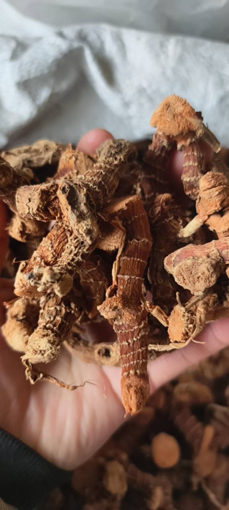 良姜高良姜统货产地广西地道药材紫轩堂药业