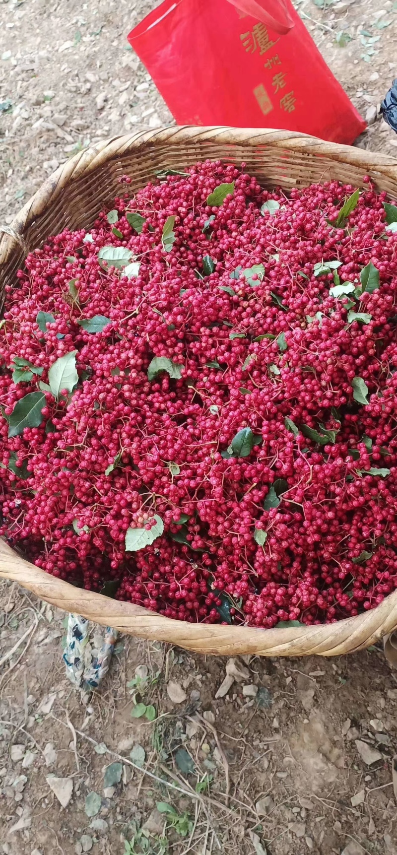 陇南文县大红袍一级花椒，我这里是自己种植产品，出售