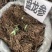 盘龙参，龙抱住，青龙天柱中药材一手货源货真价实冷背药材