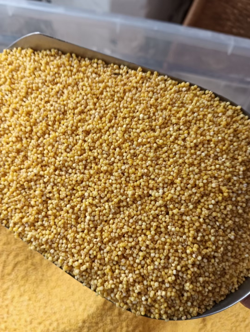 莱芜黄小米，富硒小米大量供应，一手货源，支持零售批发