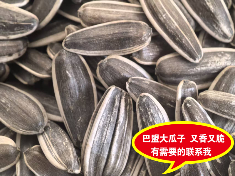 品种2399葵花籽，千粒220左右，