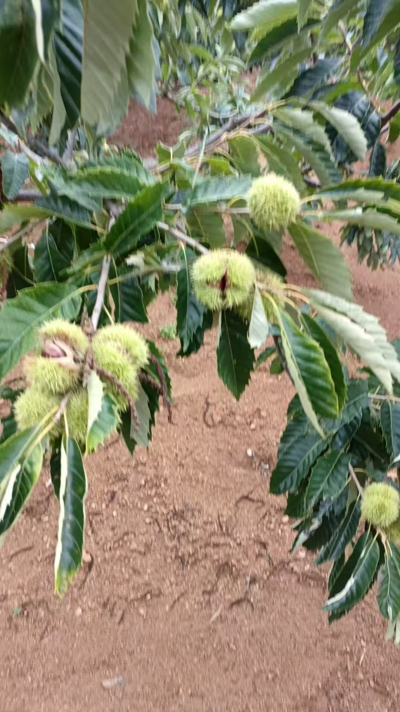 宽城板栗精品栗子产地直发保质保量对接全国量大优