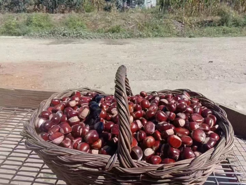 宽城板栗精品栗子产地直发保质保量对接全国量大优