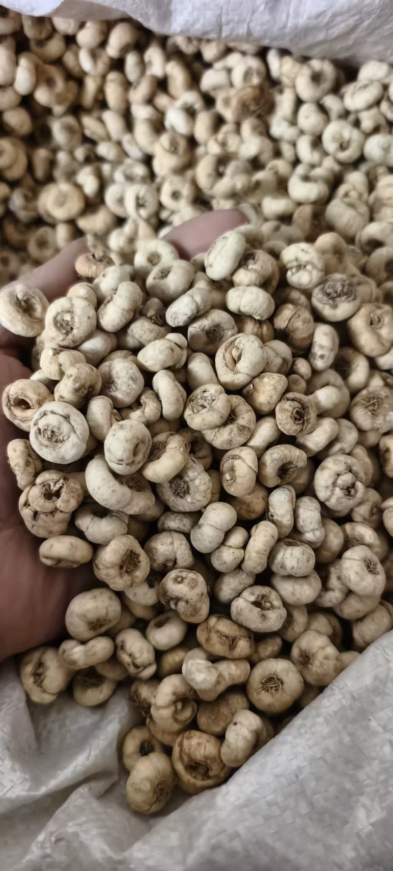 中药材无硫东北平贝母，各种规格平贝母包邮。