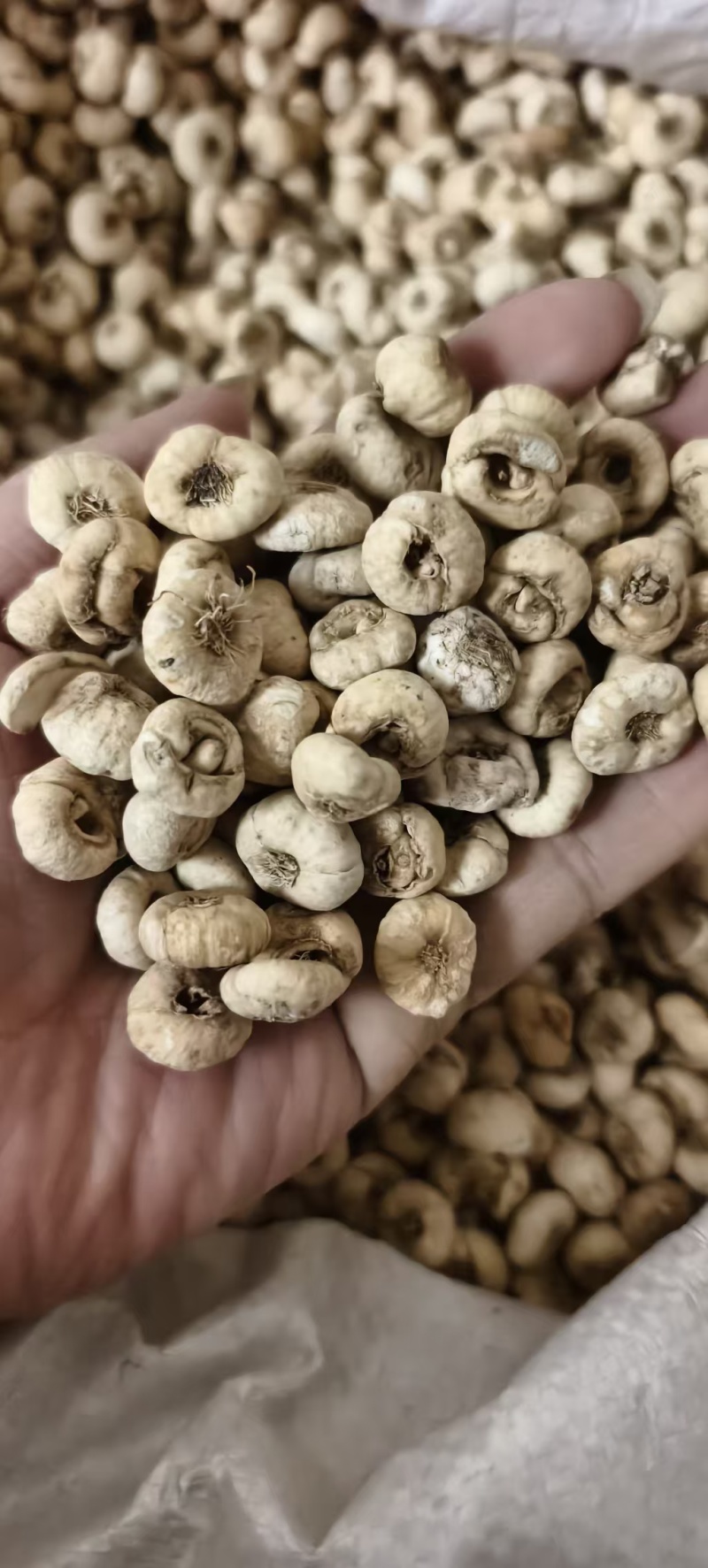 中药材无硫东北平贝母，各种规格平贝母包邮。