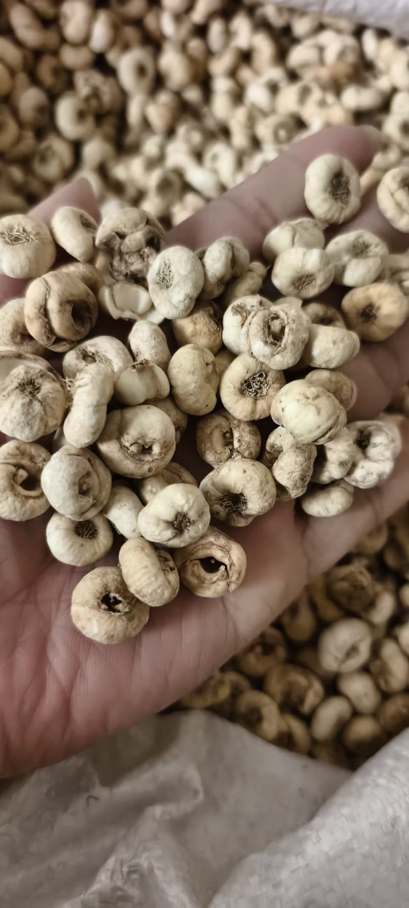 中药材无硫东北平贝母，各种规格平贝母包邮。