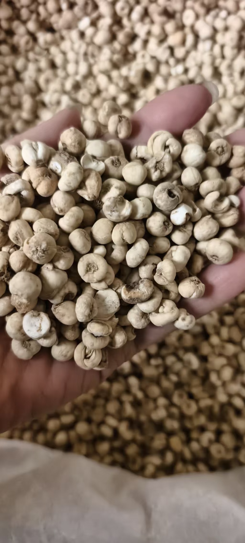中药材无硫东北平贝母，各种规格平贝母包邮。