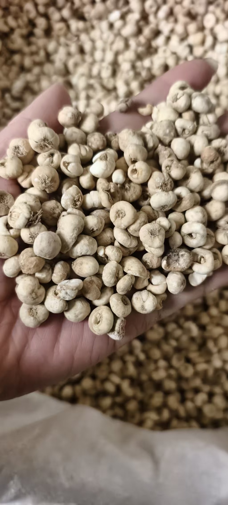 中药材无硫东北平贝母，各种规格平贝母包邮。