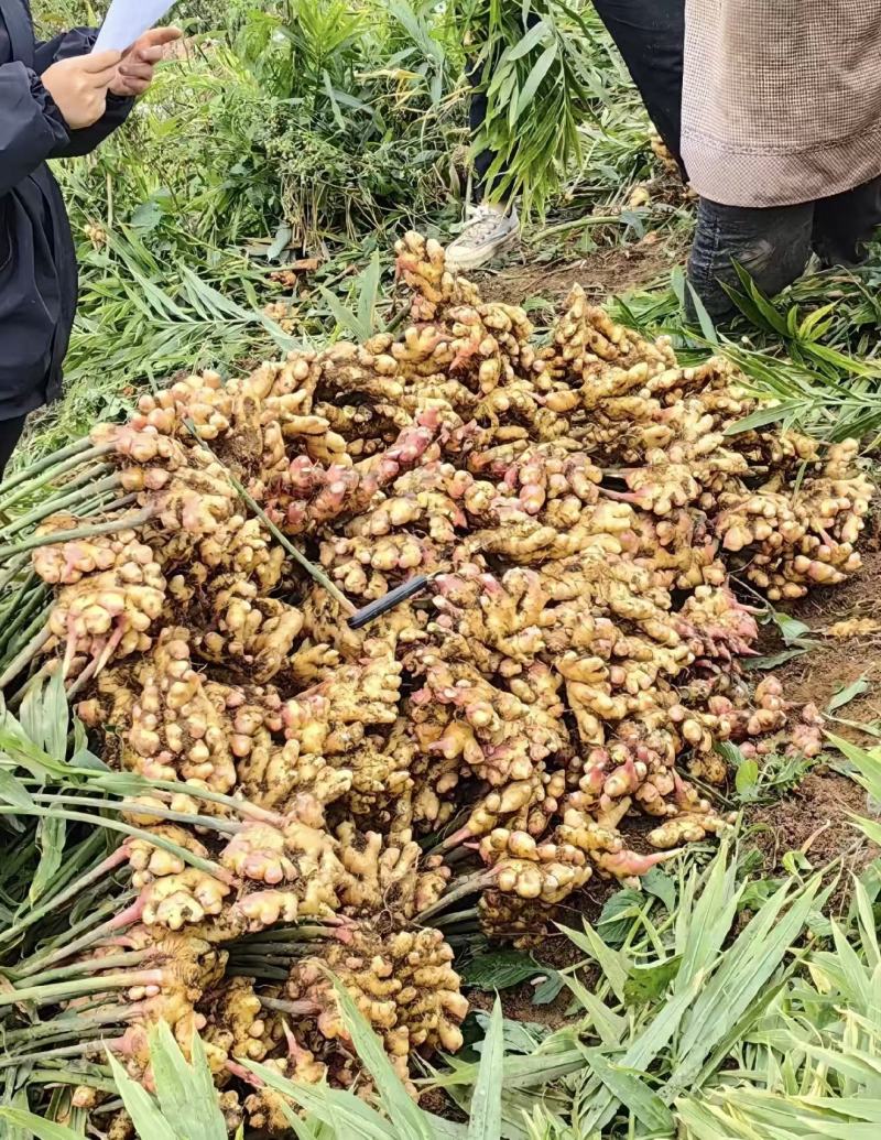 湖南湘西高山鲜小黄姜，产地货源
