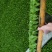 生菜苗