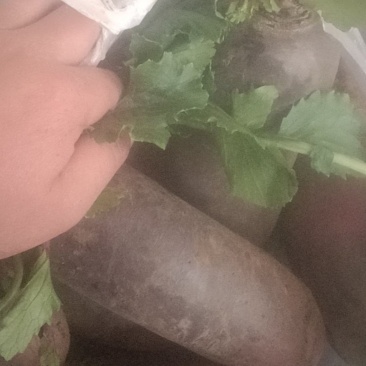 精品箩卜头