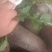 精品箩卜头