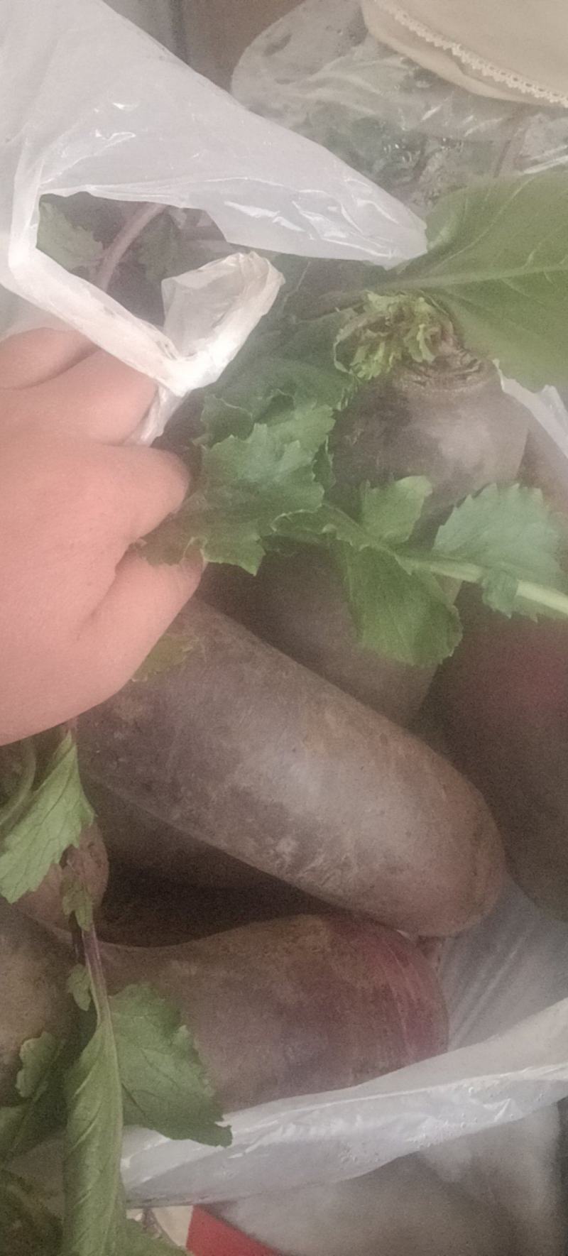 精品箩卜头