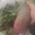 精品箩卜头
