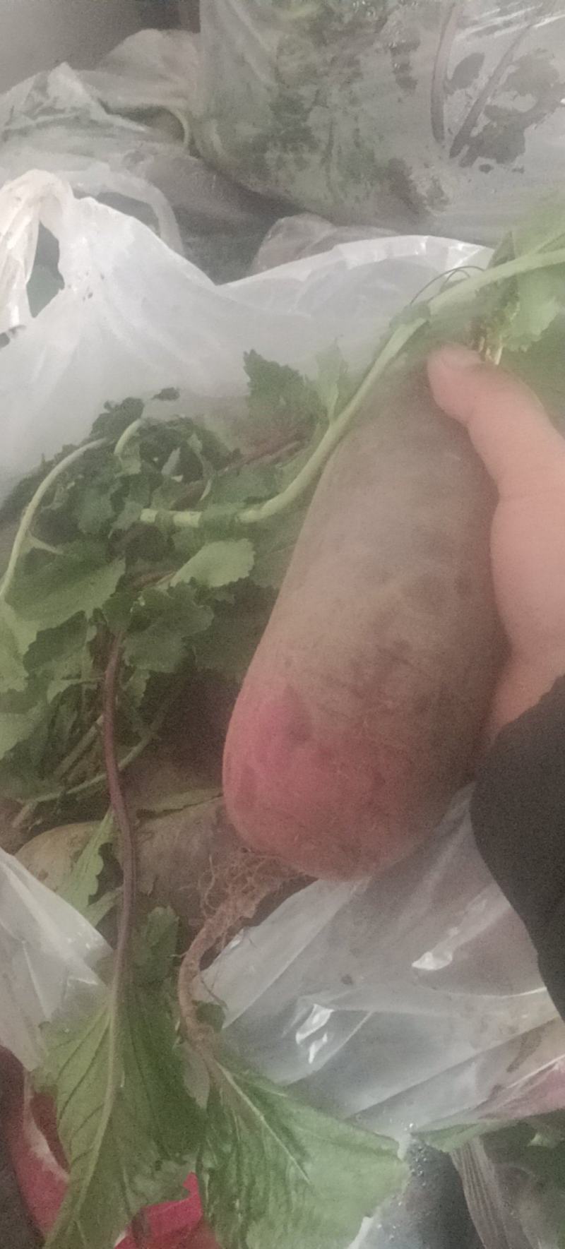 精品箩卜头