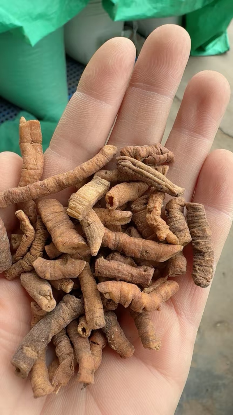 远志远志选货紫轩堂药业