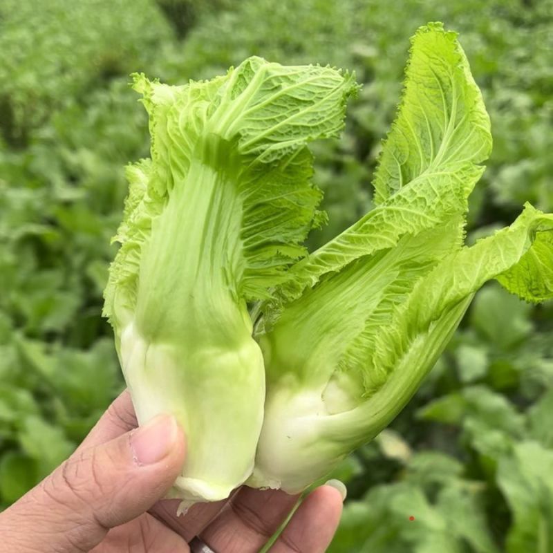 儿菜娃娃菜抱儿菜