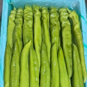 山东绿尖椒大量上市诚信合作量大从优欢迎来电