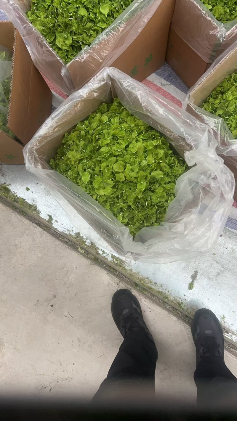 农家脱水莴笋干天然晾晒翠绿嫩脆产地直发起批现货速发