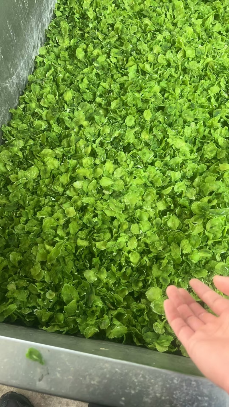 农家脱水莴笋干天然晾晒翠绿嫩脆产地直发起批现货速发