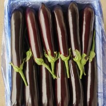 山东绿把长茄烧烤茄子大量接单货源充足欢迎来电咨询