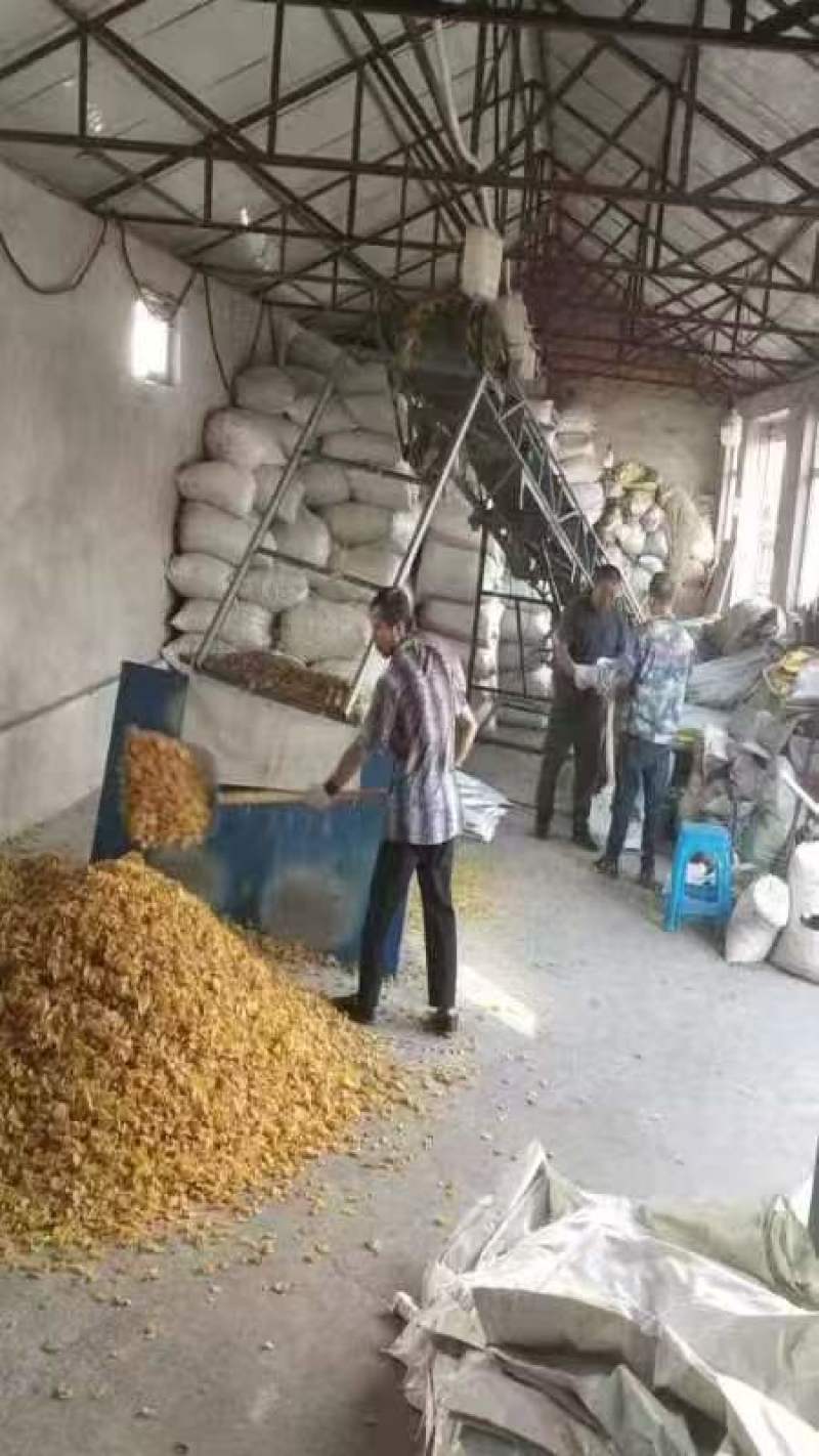 脱水土豆片金黄透亮农家晒制产地直供现货运发稳定批发