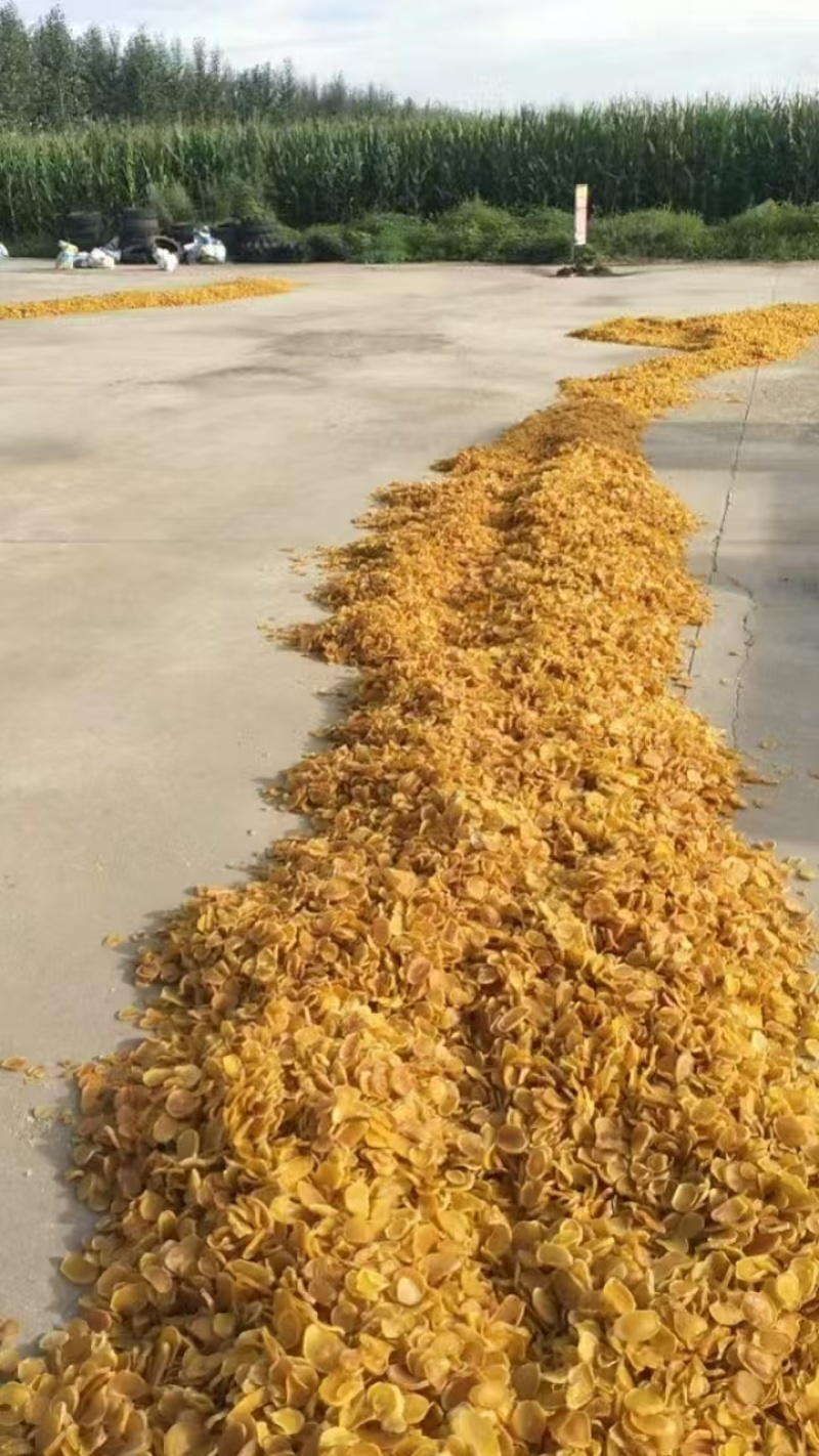 脱水土豆片金黄透亮农家晒制产地直供现货运发稳定批发