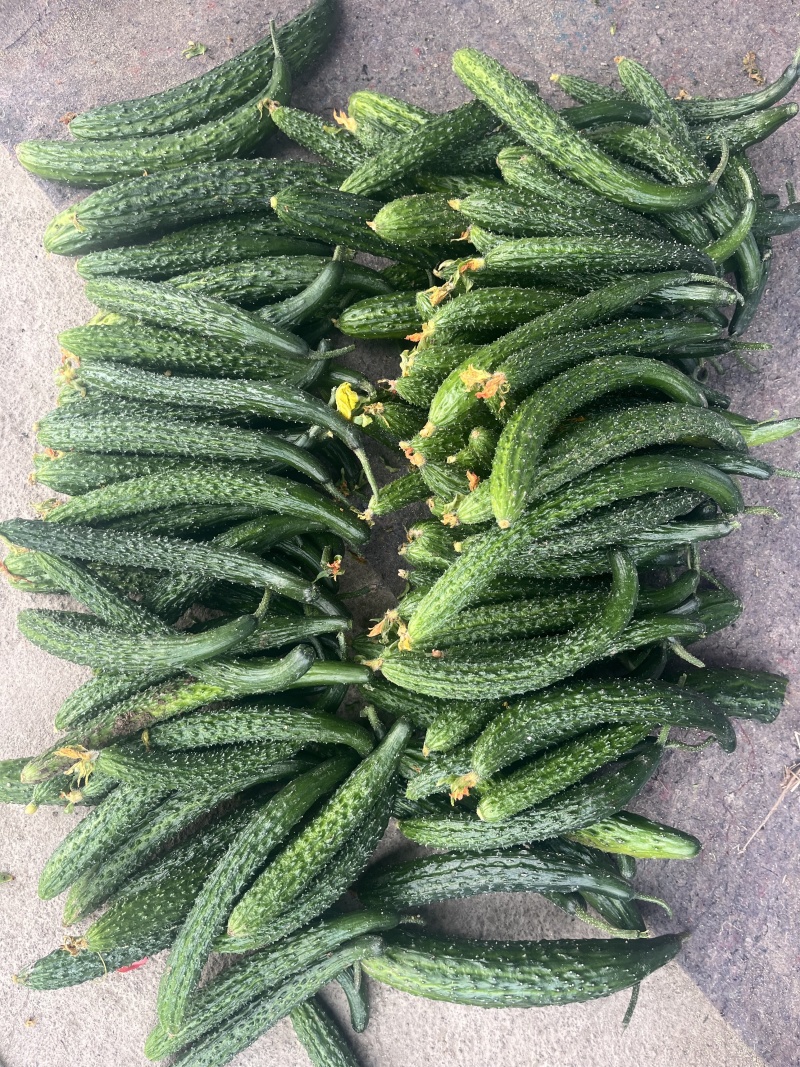 食堂黄瓜每天几百斤，坐标兰陵，离的近的考虑