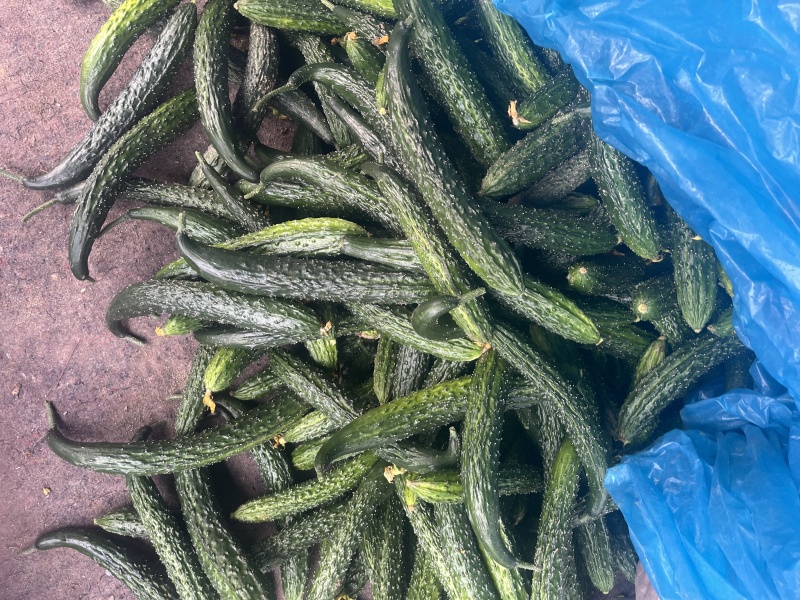 食堂黄瓜每天几百斤，坐标兰陵，离的近的考虑
