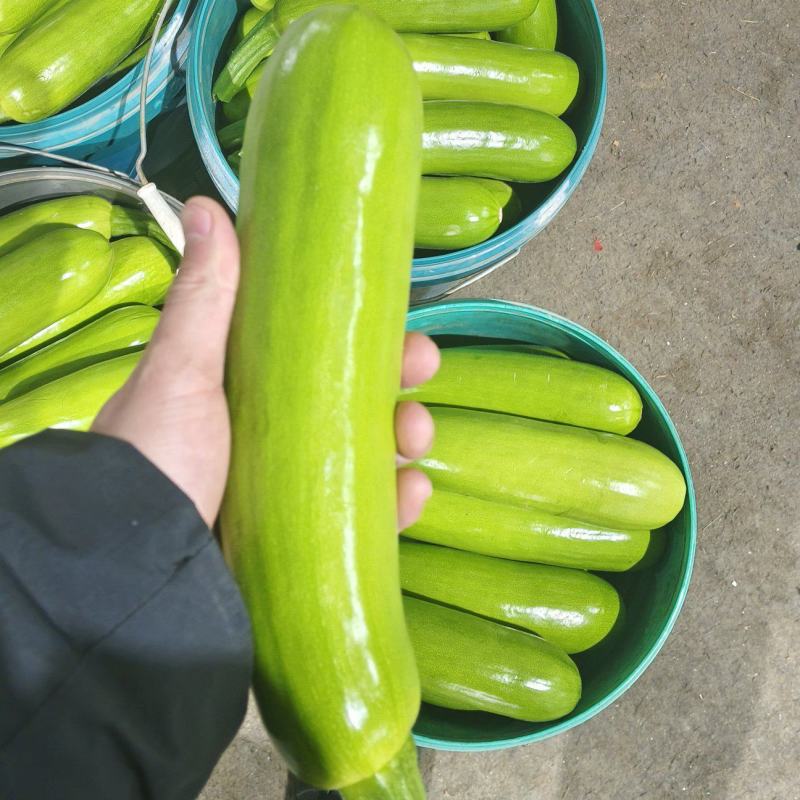 山东精品西葫芦大量接单供应商超餐饮档口批发出口外贸等