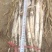 山东长白大葱