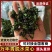 农家特制万年青脱水菜心色泽翠绿清香脆嫩汤馅皆宜