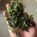 农家特制万年青脱水菜心色泽翠绿清香脆嫩汤馅皆宜