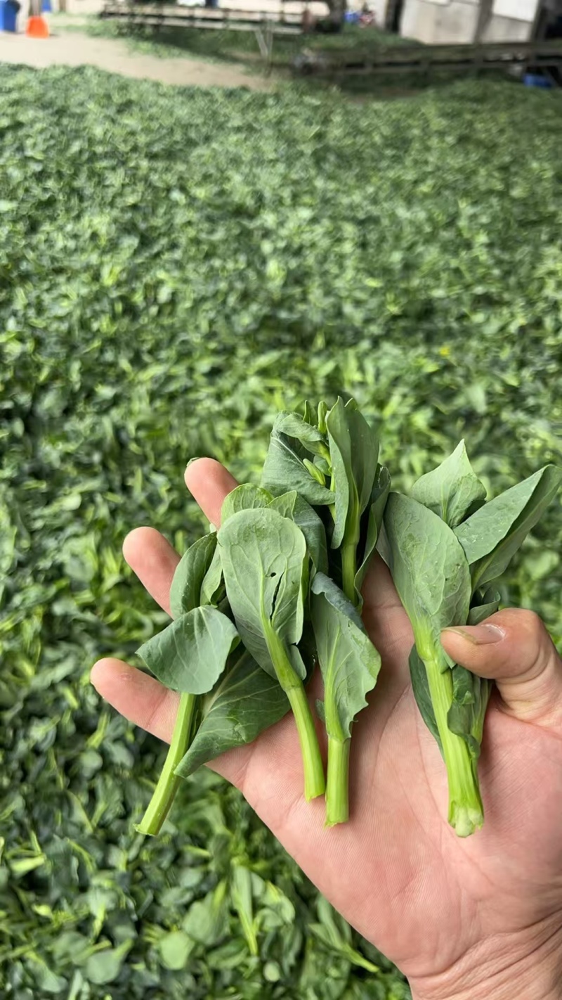 农家特制万年青脱水菜心色泽翠绿清香脆嫩汤馅皆宜