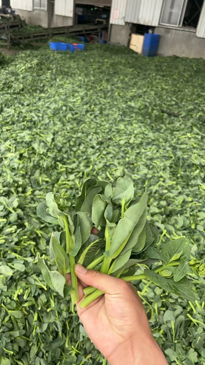 农家特制万年青脱水菜心色泽翠绿清香脆嫩汤馅皆宜