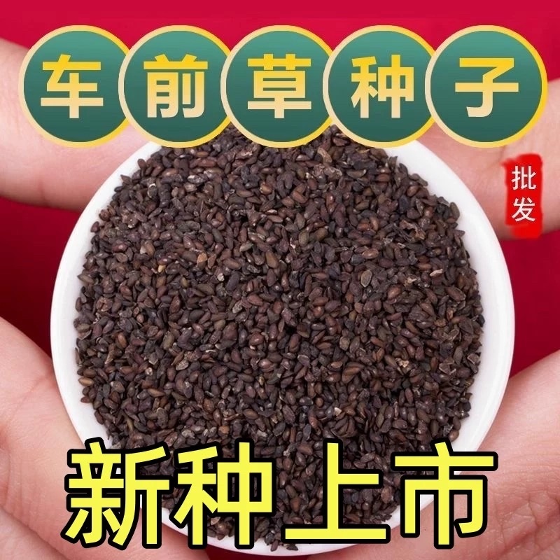 车前草种子批发纯新采收颗粒饱满发芽率高干净无杂质
